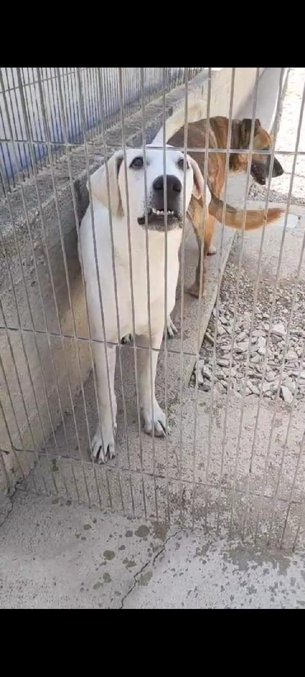 🐾 GELSOMINO – IL MIO MONDO È UNA GABBIA. MI AIUTI A CAMBIARLO? 🐾 Foto 2